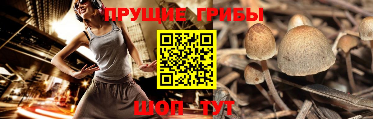 Галлюциногенные грибы Magic Shrooms Новодвинск